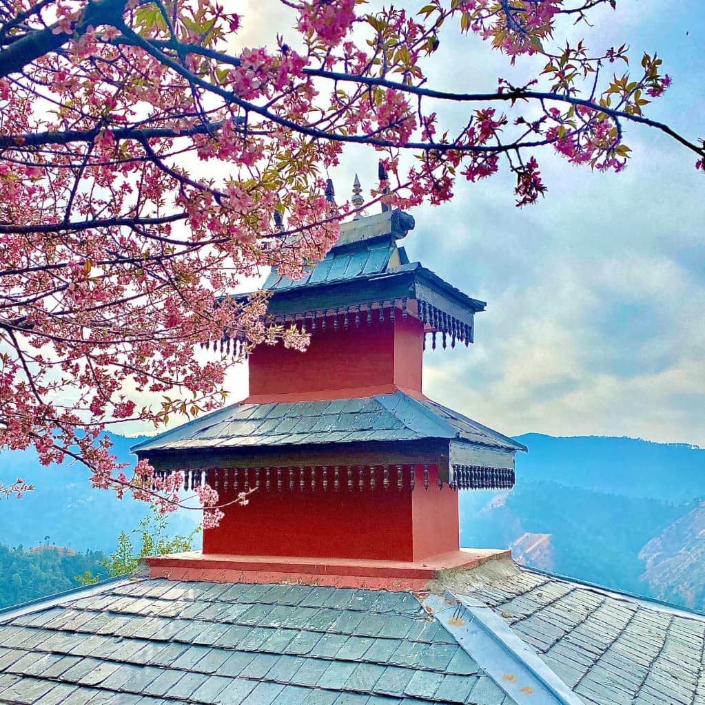 Cherry Blossoms & Ancient Temple