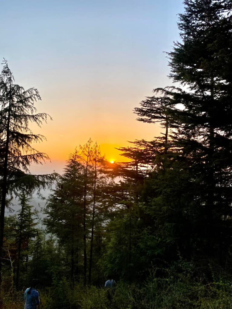 Golden Sunset Through Pine Woods