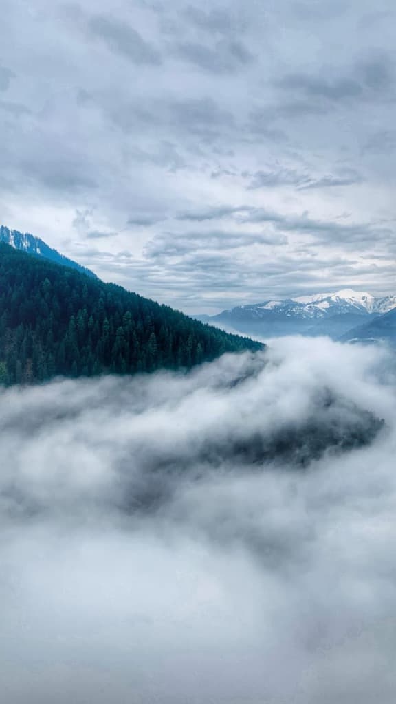 Sea of Clouds Over Himalayan Pines
