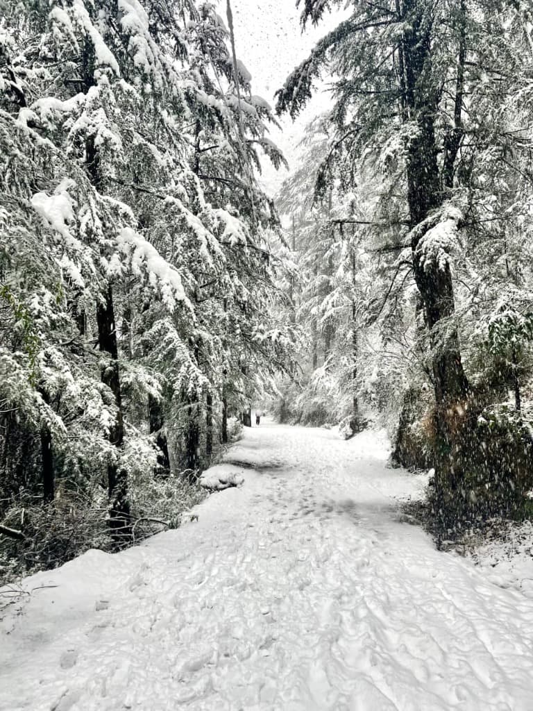 Snow-Blanketed Pine Forest Trail